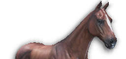 King's Destrier